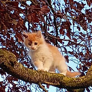 Lulu Et Moon a rejoint le concours — aidez-le/la à gagner de superbes lots ! adventure, animal, branch, cat, curious, daylight, feline, fluffy, kitten, leaves, moss, nature, orange, outdoor, perch, sky, tree, white, wildlife, young