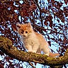 adventure, animal, branch, cat, curious, daylight, feline, fluffy, kitten, leaves, moss, nature, orange, outdoor, perch, sky, tree, white, wildlife, young