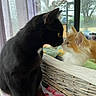 Lulu Et Moon participe au concours pour gagner de l'argent avec cette photo : animal, basket, black_cat, cat, close_up, companionship, cozy, curtain, cute, domestic_cat, fur, indoor, natural_light, nose_to_nose, orange_cat, pets, resting, two_animals, whiskers, window
