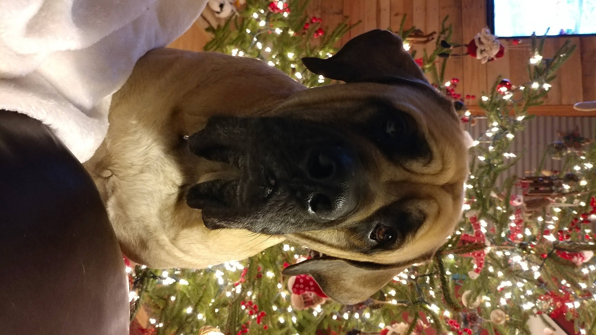 Hogan joined the competition — help win amazing prizes! carnivore, christmas_decoration, christmas_ornament, christmas_tree, collar, companion_dog, dog, dog_breed, dog_collar, fawn, holiday_ornament, house, light, plant, snout, sunglasses, tree, whiskers, window, working_animal