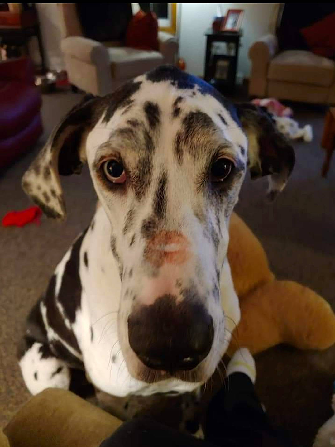 Daisy joined the competition — help win amazing prizes! canidae, carnivore, chair, companion_dog, dalmatian, dog, dog_breed, fawn, non_sporting_group, snout, sporting_group, terrestrial_animal, whiskers, working_animal