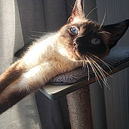 Masha participe au concours pour gagner de l'argent avec cette photo : cat, siamese_cat, pet, animal, feline, indoor, sunlight, relaxed, perch, whiskers, blue_eyes, fur, stretching, cozy, home, curious, shadow, closeup, mammal, domestic