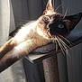 cat, siamese_cat, pet, animal, feline, indoor, sunlight, relaxed, perch, whiskers, blue_eyes, fur, stretching, cozy, home, curious, shadow, closeup, mammal, domestic
