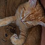 kitten, orange_tabby, sleeping, plush_toy, teddy_bear, hugging, cute, furry, pet, animal, cozy, soft, indoor, resting, whiskers, paw, fur, closeup, adorable, nap_time