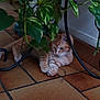 Foxy participe au concours pour gagner de l'argent avec cette photo : cat, orange_tabby, plant, indoor, tile_floor, green_leaves, houseplant, resting, curious, feline, pet, floor_tiles, black_metal, leafy, cozy, domestic_animal, relaxed, animal, cute, shadow