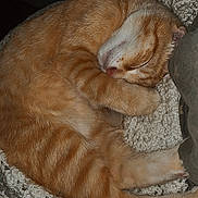 Foxy a rejoint le concours — aidez-le/la à gagner de superbes lots ! cat, orange_tabby, sleeping, cozy, blanket, fur, pet, domestic_cat, nap, curled_up, whiskers, paw, relaxed, indoor, cute, animal, mammal, feline, resting, soft
