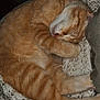 cat, orange_tabby, sleeping, cozy, blanket, fur, pet, domestic_cat, nap, curled_up, whiskers, paw, relaxed, indoor, cute, animal, mammal, feline, resting, soft