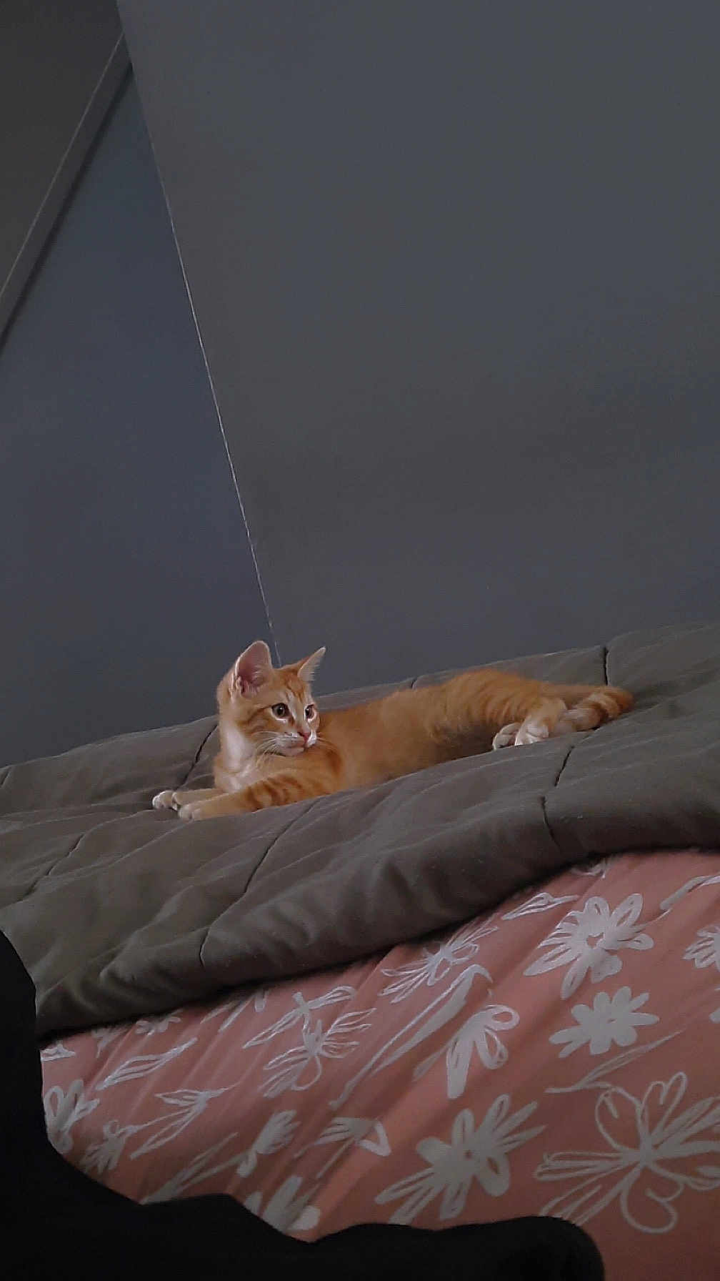 Foxy participe au concours pour gagner de l'argent avec cette photo : cat, orange_tabby, bed, comforter, blanket, floral_sheet, feline, indoor, resting, pet, animal, cozy, cute, fur, whiskers, ears, paws, side_view, relaxed, domestic