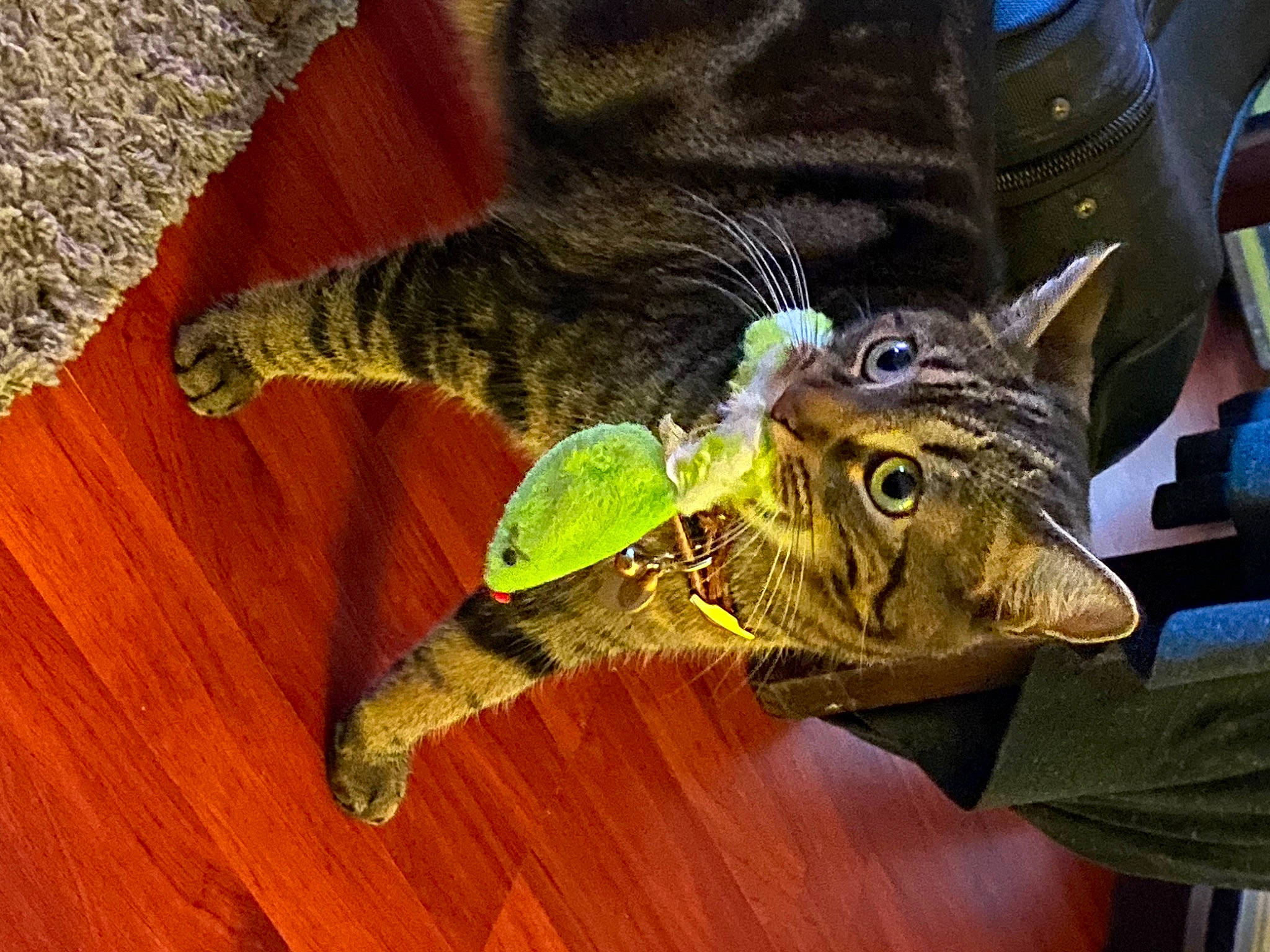 Katniss joined the competition — help win amazing prizes! art, carnivore, cat, domestic_short_haired_cat, felidae, flooring, fur, hardwood, jaw, reptile, sculpture, small_to_medium_sized_cats, snout, tail, terrestrial_animal, varnish, whiskers, wood, wood_flooring, wood_stain