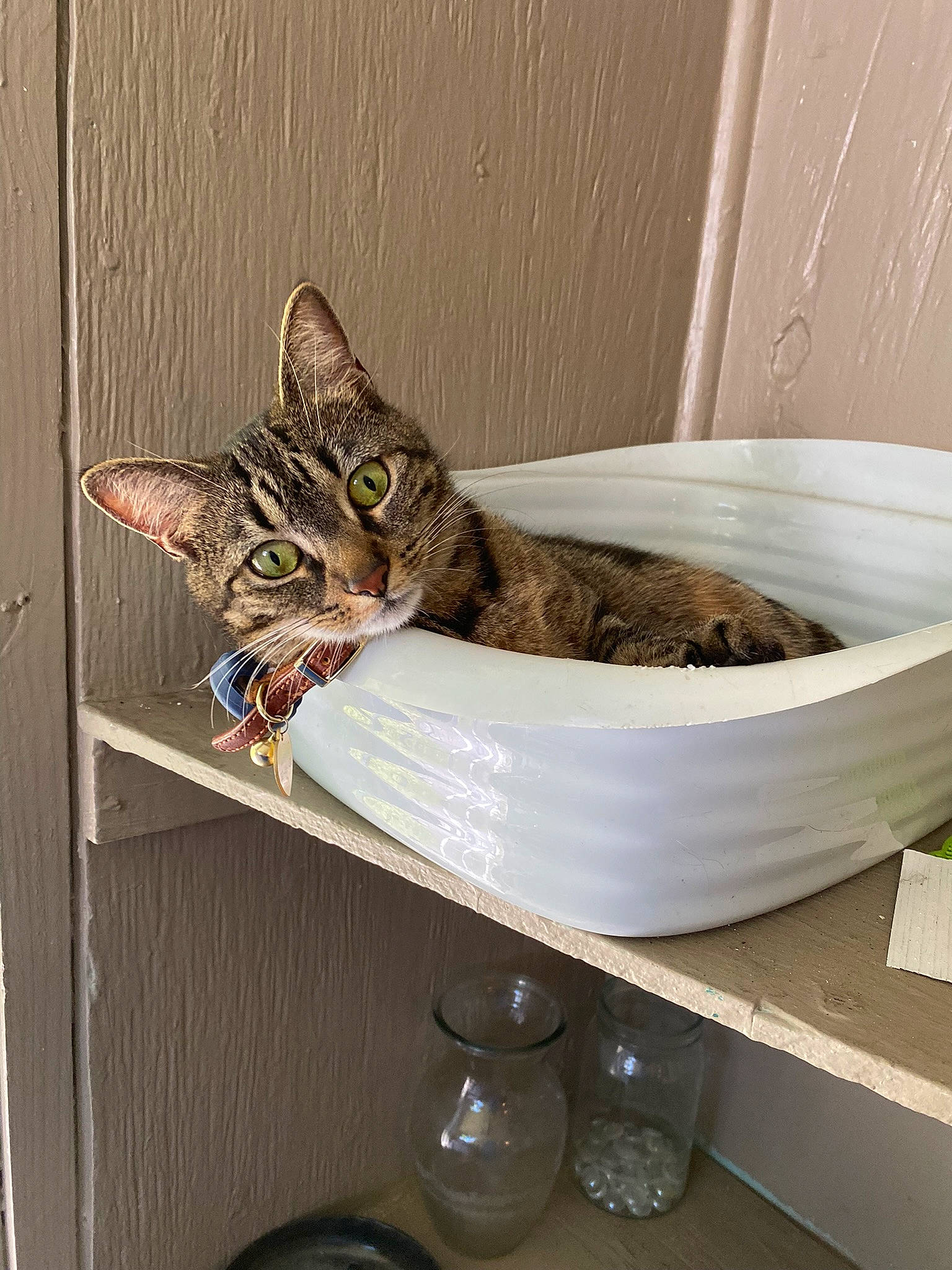 Katniss joined the competition — help win amazing prizes! bathroom_sink, box, carnivore, cat, cat_supply, ceramic, domestic_short_haired_cat, felidae, fur, pet_supply, plumbing_fixture, rectangle, room, serveware, small_to_medium_sized_cats, tail, terrestrial_animal, whiskers, wood