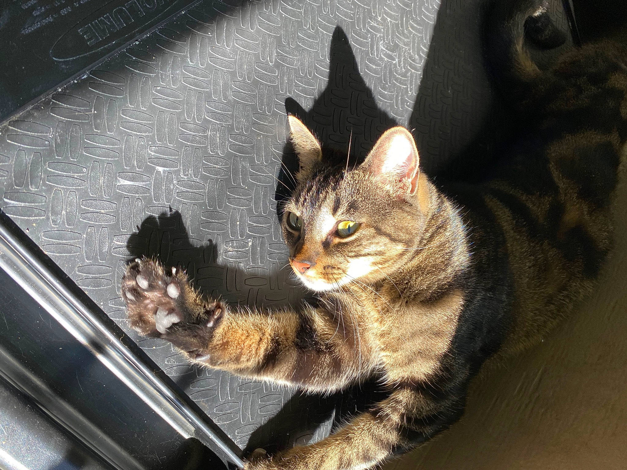 Katniss joined the competition — help win amazing prizes! carnivore, cat, claw, domestic_short_haired_cat, eye, felidae, fur, houseplant, paw, sitting, small_to_medium_sized_cats, snout, tail, terrestrial_animal, tree, vehicle_door, whiskers, wildlife, window, windshield