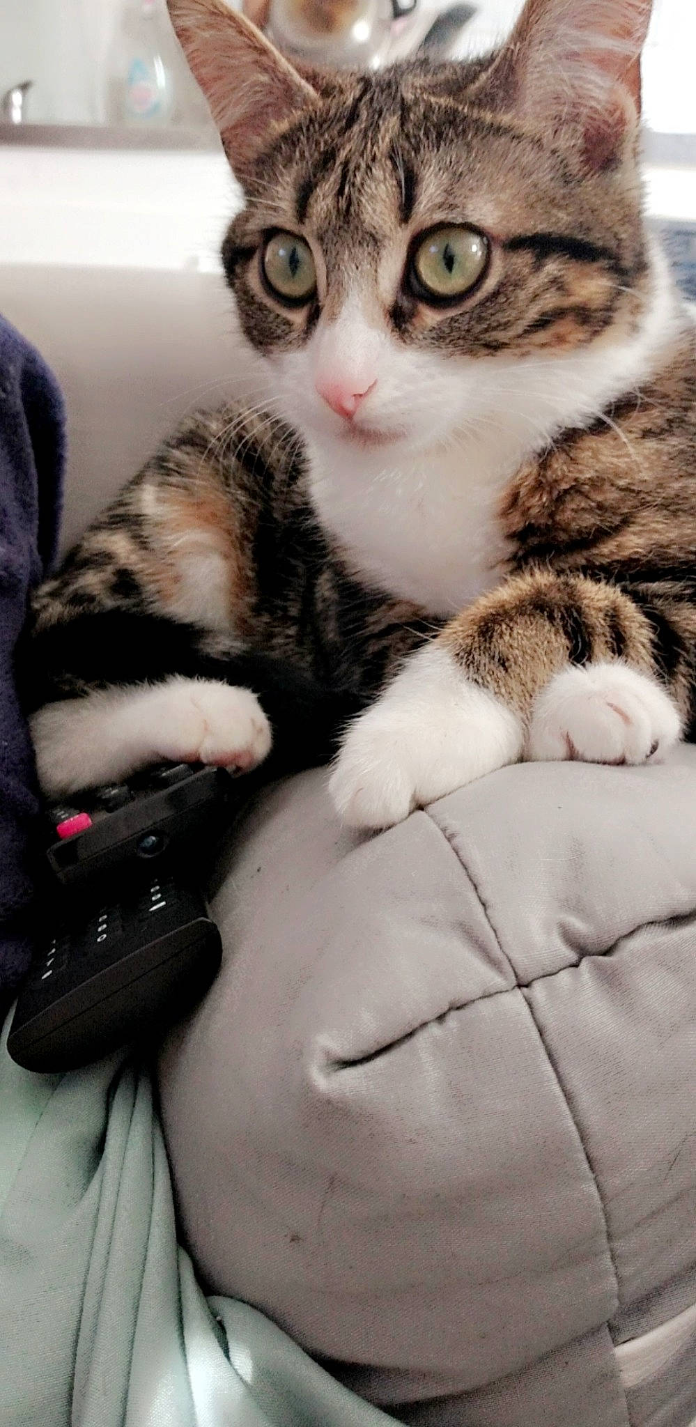 Sweety a rejoint le concours — aidez-le/la à gagner de superbes lots ! carnivore, cat, claw, comfort, couch, domestic_short_haired_cat, felidae, fur, gesture, hug, lap, metal, nap, paw, sitting, small_to_medium_sized_cats, snout, tail, whiskers, white