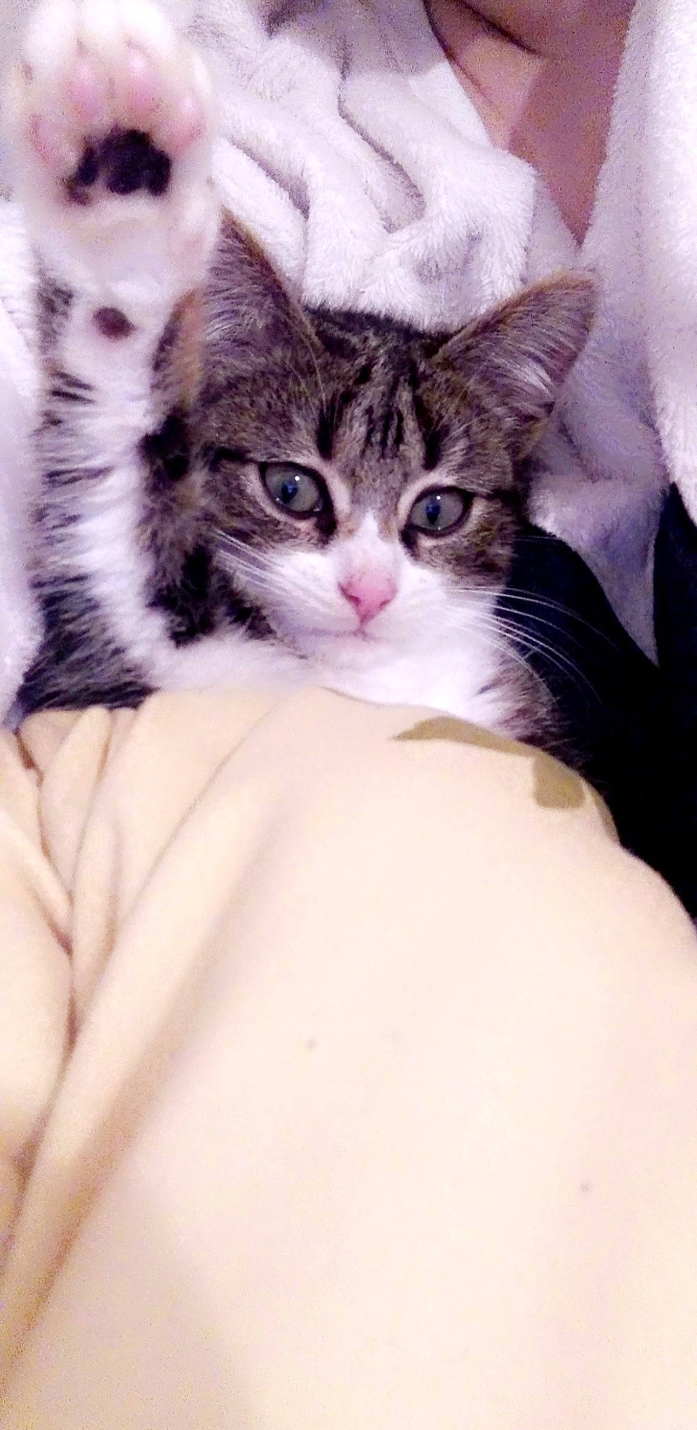 Sweety participe au concours pour gagner de l'argent avec cette photo : carnivore, cat, claw, comfort, domestic_short_haired_cat, eye, felidae, fur, gesture, hug, paw, sleep, small_to_medium_sized_cats, snout, textile, tree, whiskers