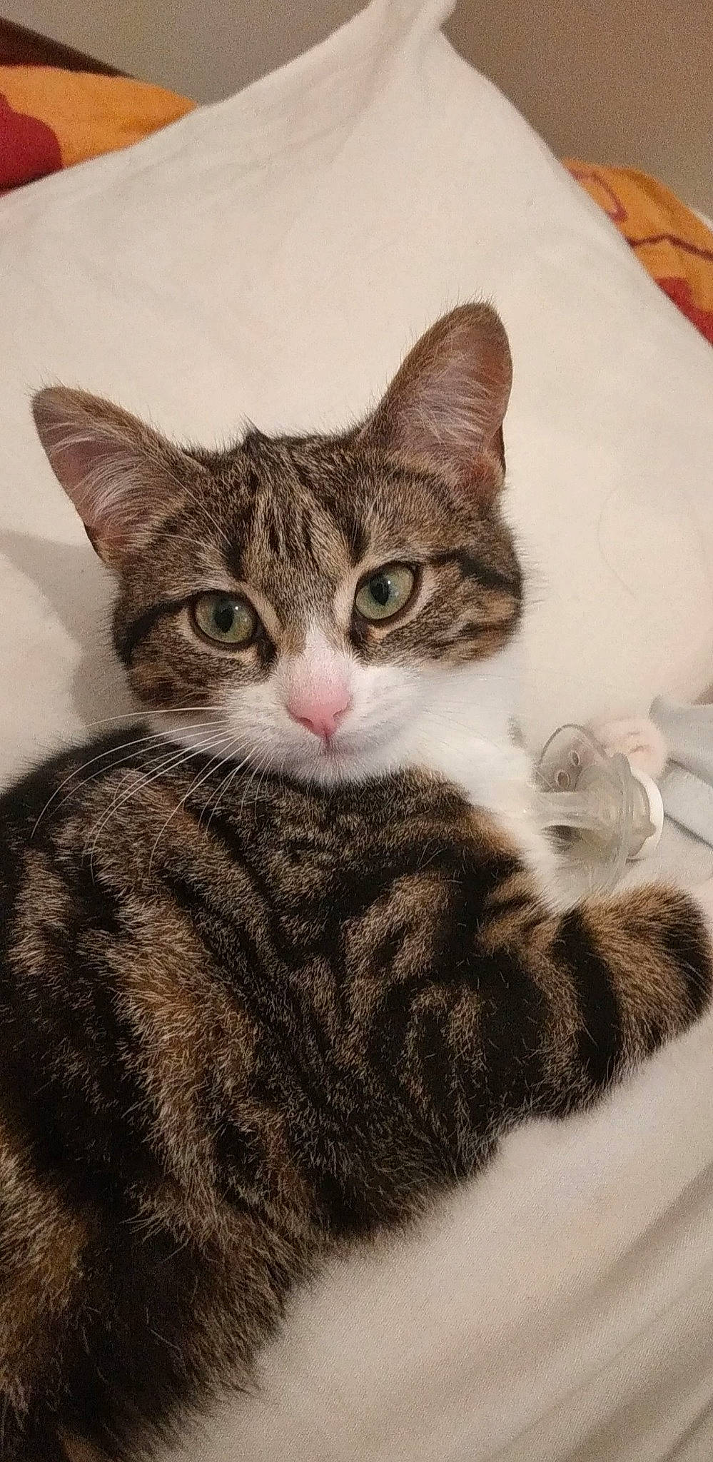 Sweety participe au concours pour gagner de l'argent avec cette photo : art, carnivore, cat, claw, comfort, domestic_short_haired_cat, ear, felidae, fur, paw, sitting, small_to_medium_sized_cats, snout, tail, terrestrial_animal, whiskers, window