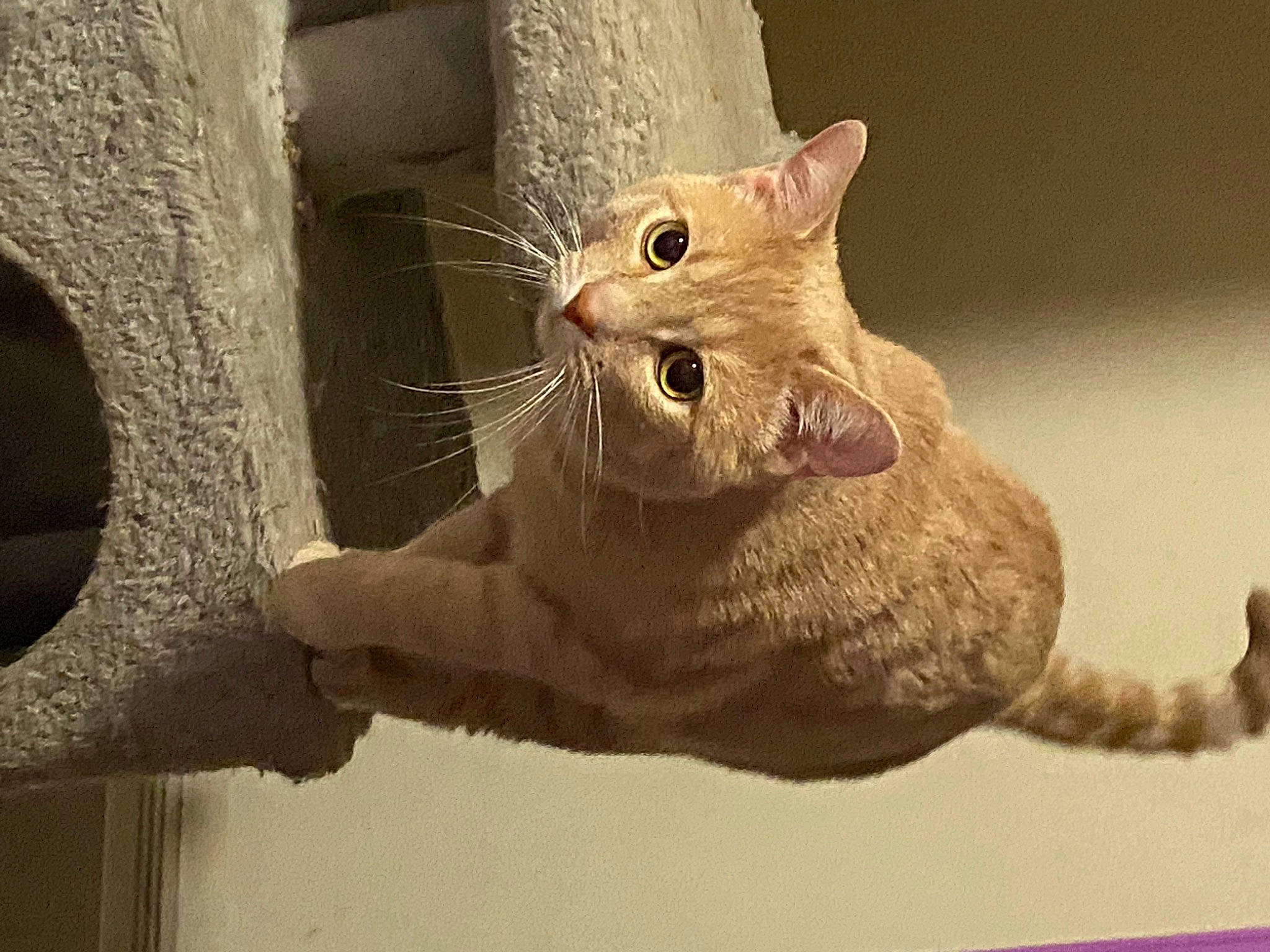 Tyler is registered to the contest to win money with this photo: carnivore, cat, claw, domestic_short_haired_cat, eye, fawn, felidae, fur, paw, small_to_medium_sized_cats, snout, tail, vertebrate, whiskers, window, wood