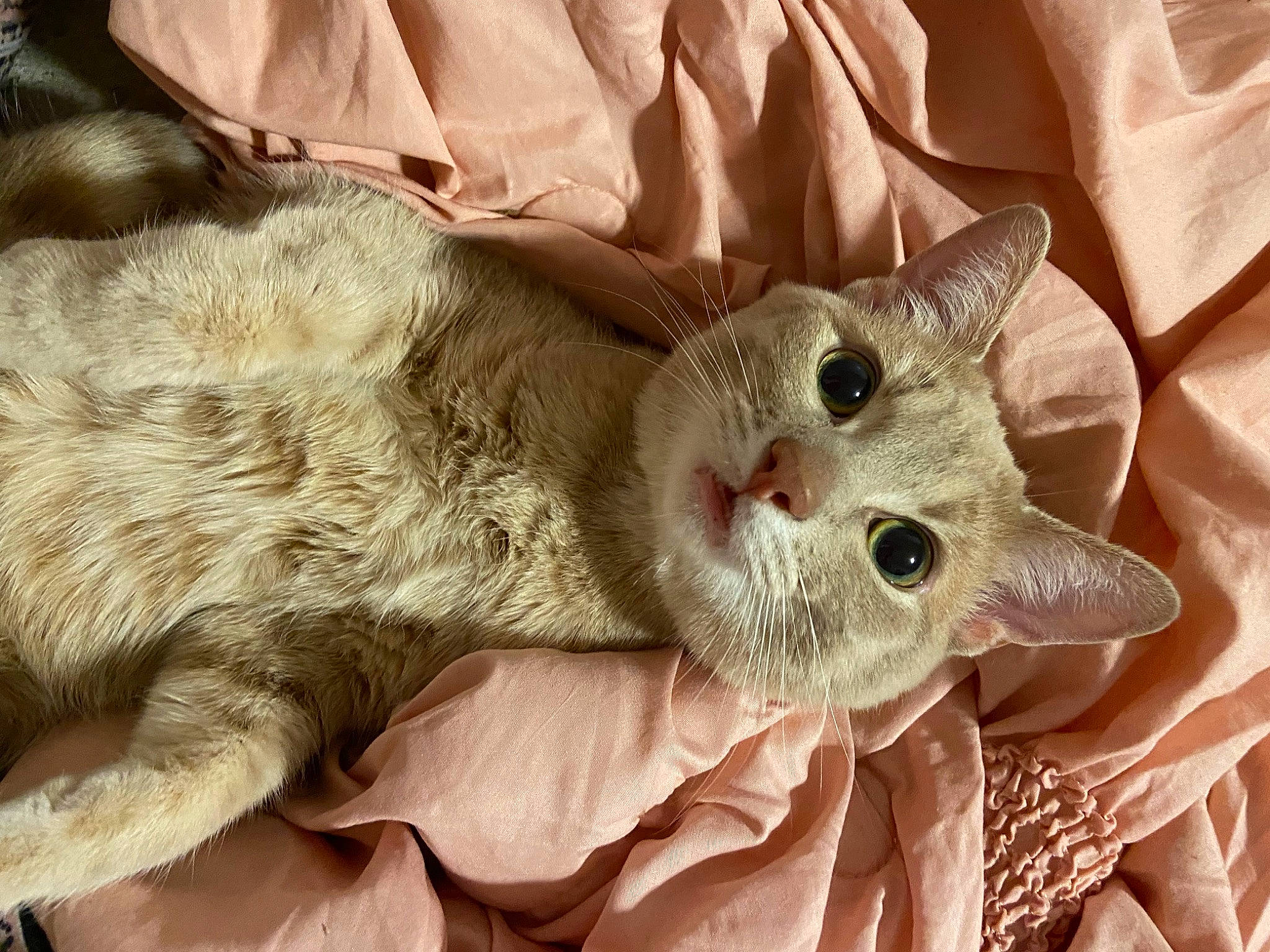 Timmy joined the competition — help win amazing prizes! carnivore, cat, claw, comfort, devon_rex, domestic_short_haired_cat, fang, fawn, felidae, fur, linens, paw, small_to_medium_sized_cats, snout, whiskers
