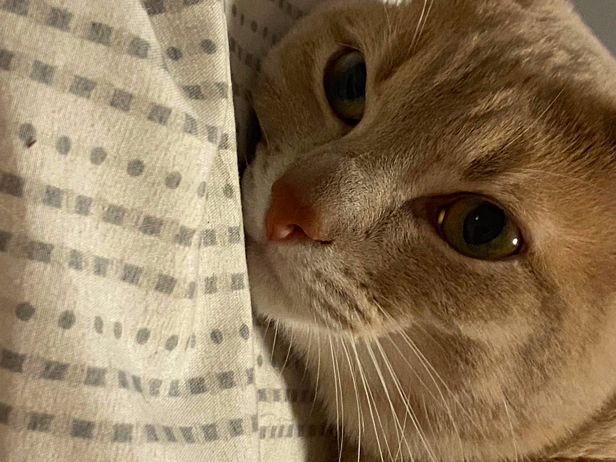 Timmy joined the competition — help win amazing prizes! carnivore, cat, close_up, domestic_short_haired_cat, ear, fawn, felidae, fur, pattern, paw, pet_supply, small_to_medium_sized_cats, snout, terrestrial_animal, whiskers, window