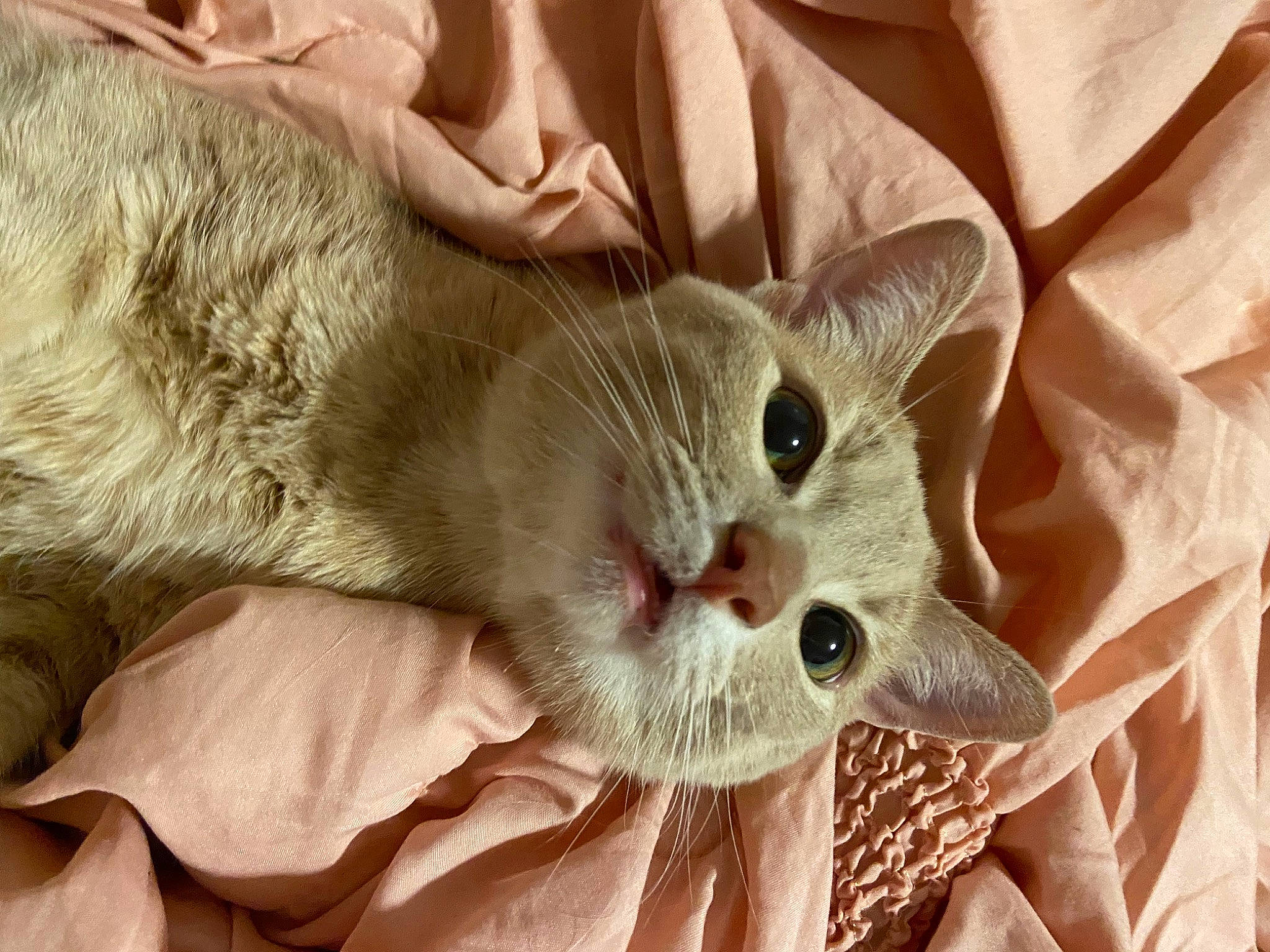 Timmy joined the competition — help win amazing prizes! carnivore, cat, claw, comfort, domestic_short_haired_cat, ear, fang, fawn, felidae, fur, paw, small_to_medium_sized_cats, snout, whiskers