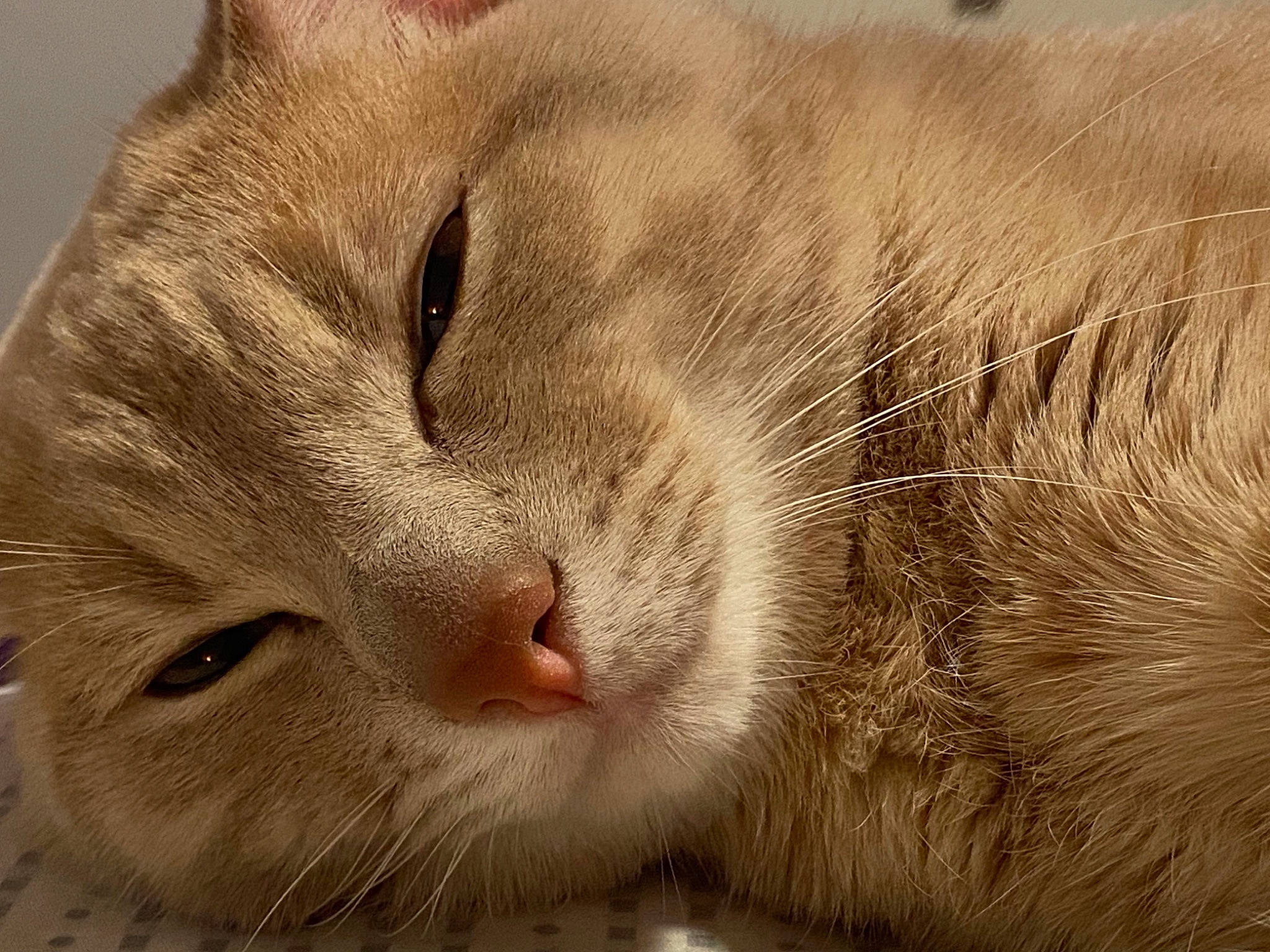 Timmy joined the competition — help win amazing prizes! carnivore, cat, claw, close_up, comfort, domestic_short_haired_cat, felidae, fur, nap, paw, small_to_medium_sized_cats, snout, terrestrial_animal, whiskers