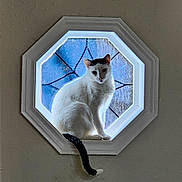 Prince Loki Ranga is registered to the contest to win money with this photo: cat, white_cat, window, octagon_window, stained_glass, pet, indoor, sitting, ledge, tail, backlit, silhouette, feline, whiskers, portrait, curious, decorative_glass, centered, shadow, sunlight