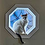 cat, white_cat, window, octagon_window, stained_glass, pet, indoor, sitting, ledge, tail, backlit, silhouette, feline, whiskers, portrait, curious, decorative_glass, centered, shadow, sunlight