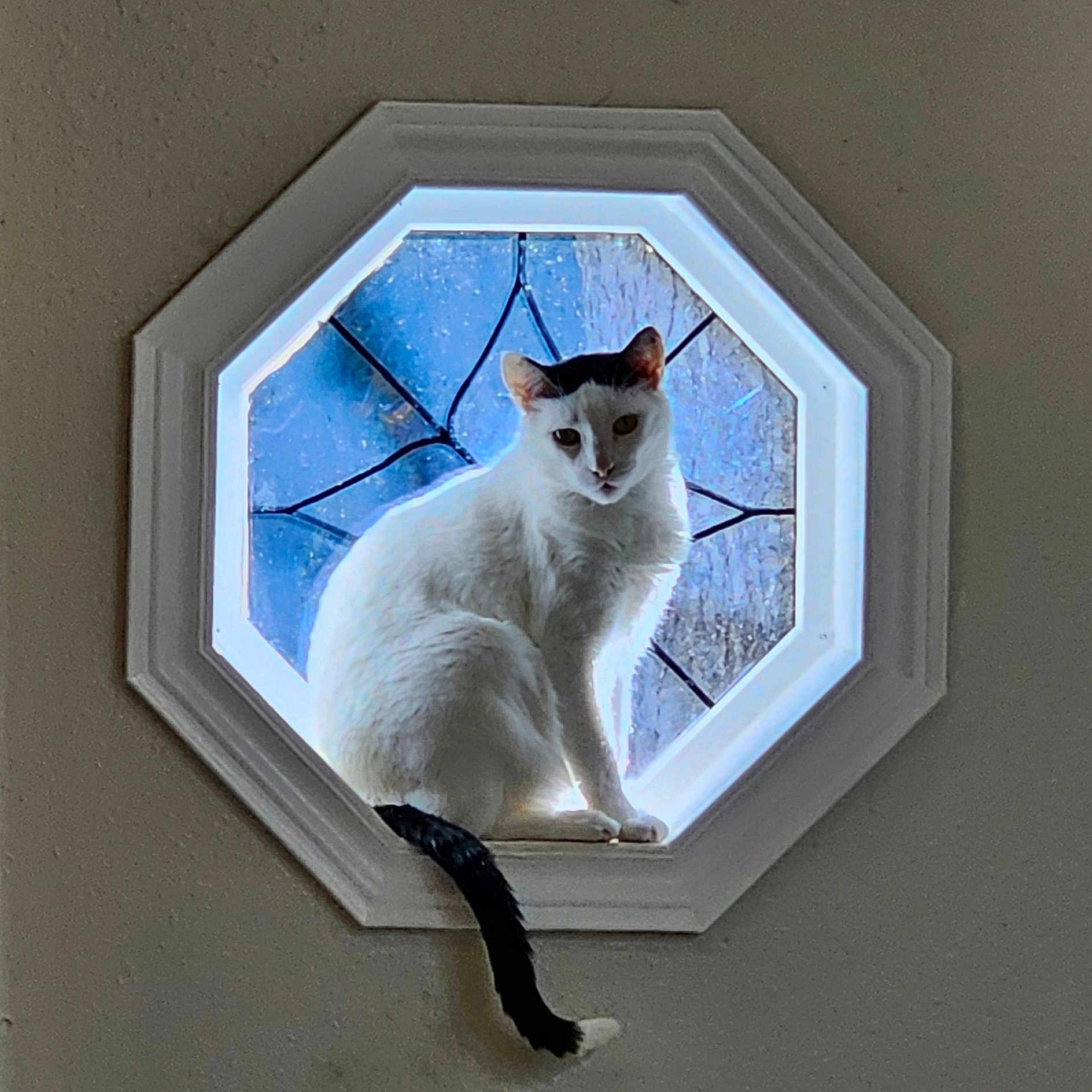 Prince Loki Ranga is registered to the contest to win money with this photo: backlit, cat, centered, curious, decorative_glass, feline, indoor, ledge, octagon_window, pet, portrait, shadow, silhouette, sitting, stained_glass, sunlight, tail, whiskers, white_cat, window