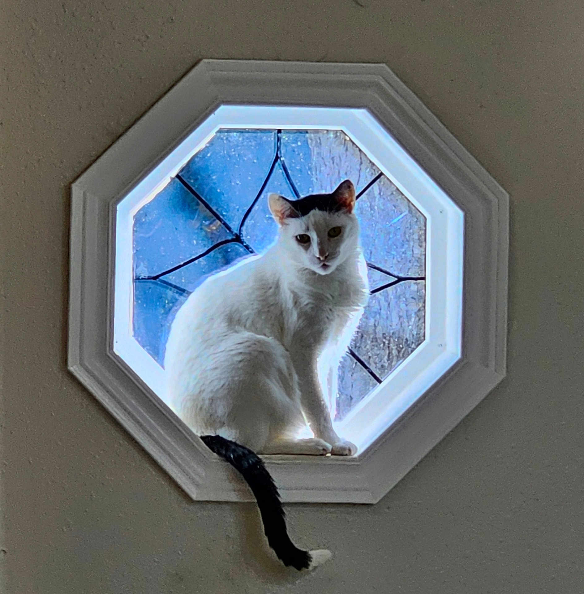 Prince Loki Ranga is registered to the contest to win money with this photo: cat, white_cat, window, octagon_window, stained_glass, pet, indoor, sitting, ledge, tail, backlit, silhouette, feline, whiskers, portrait, curious, decorative_glass, centered, shadow, sunlight
