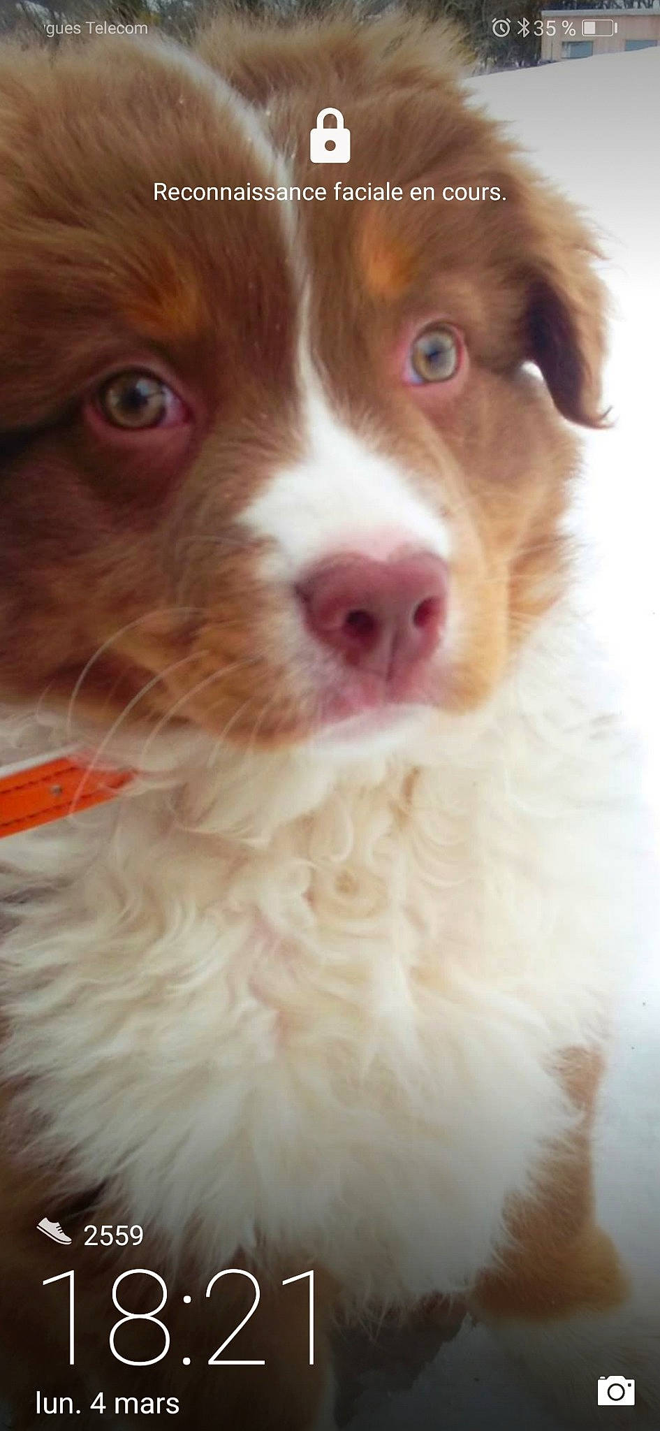 Jackpot a rejoint le concours — aidez-le/la à gagner de superbes lots ! art, australian_collie, australian_shepherd, canidae, carnivore, companion_dog, dog, dog_breed, eye, fawn, fur, herding_dog, liver, shout, snout, sporting_group, toy_dog, whiskers, working_animal, working_dog