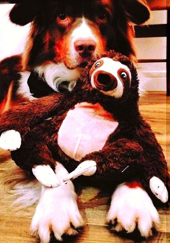 Jackpot a rejoint le concours — aidez-le/la à gagner de superbes lots ! canidae, carnivore, companion_dog, dog, dog_breed, fur, natural_material, paw, plush, snout, sporting_group, stuffed_toy, tail, terrestrial_animal, toy, white, wood, working_animal, working_dog