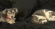 Larry Curtis is registered to the contest to win money with this photo: animal, bed, black_blanket, blanket, cat, companion, cozy, cute, dog, domestic, fur, indoor, pet, pillow, red_collar, relaxing, resting, sleepy, small_dog, tabby_cat