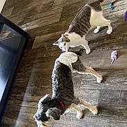 Larry Curtis joined the competition — help win amazing prizes! animal_interaction, brown_floor, cat, collar, curious, diaper, dog, domestic_animal, flooring, furniture_leg, gray_cat, indoor, living_room, pet, pet_toys, playful, side_view, small_dog, white_cat, wooden_floor