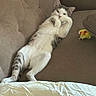 cat, couch, indoor, pet, relaxed, feline, fur, toy, brown, white, striped, laying_down, cozy, animal, domestic, paw, resting, cute, sleepy, home