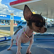 Chaquita is registered to the contest to win money with this photo: dog, chihuahua, puppy, small_dog, bead_necklace, car_dashboard, vehicle_interior, gas_station, blue_sky, clouds, outdoor, pet, animal, cute, alert, standing, collar, roadside, daytime, closeup