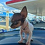 Chaquita joined the competition — help win amazing prizes! chihuahua, dog, small_dog, puppy, beaded_necklace, car_dashboard, ears, outdoor, gas_station, blue_sky, clouds, pet, animal, cute, standing, close_up, daytime, window, vehicle, curious