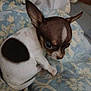 Chaquita is registered to the contest to win money with this photo: chihuahua, puppy, dog, small_dog, pet, animal, ears, blanket, patterned_blanket, fur, cute, young, indoor, resting, close_up, canine, domestic_animal, companion, curious, soft_lighting