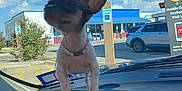 Chaquita joined the competition — help win amazing prizes! dog, small_dog, chihuahua, beaded_necklace, car_dashboard, car_interior, parking_lot, blue_sky, clouds, sign, handicapped_parking_sign, vehicle, suburban, daytime, outdoor, pet, animal, road_sign, retail_store, window