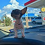 dog, small_dog, chihuahua, beaded_necklace, car_dashboard, car_interior, parking_lot, blue_sky, clouds, sign, handicapped_parking_sign, vehicle, suburban, daytime, outdoor, pet, animal, road_sign, retail_store, window