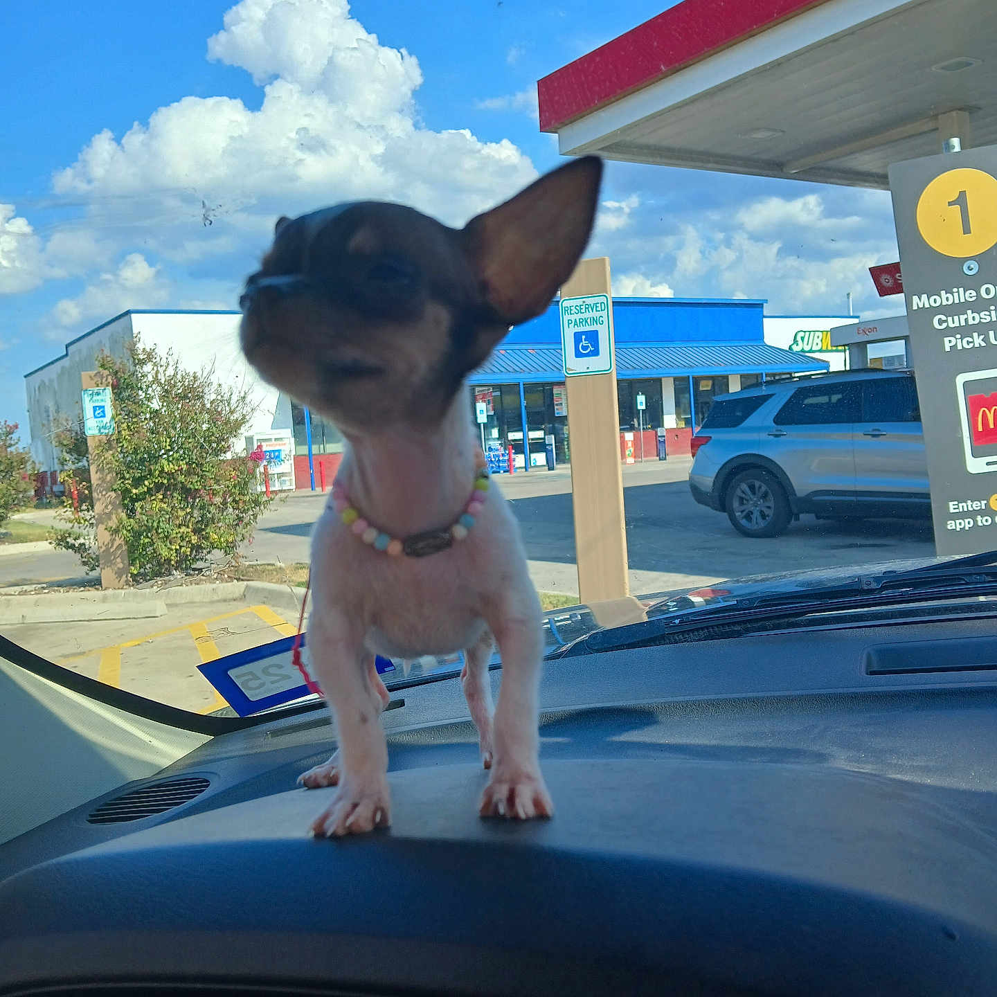 Chaquita joined the competition — help win amazing prizes! animal, beaded_necklace, blue_sky, car_dashboard, car_interior, chihuahua, clouds, daytime, dog, handicapped_parking_sign, outdoor, parking_lot, pet, retail_store, road_sign, sign, small_dog, suburban, vehicle, window