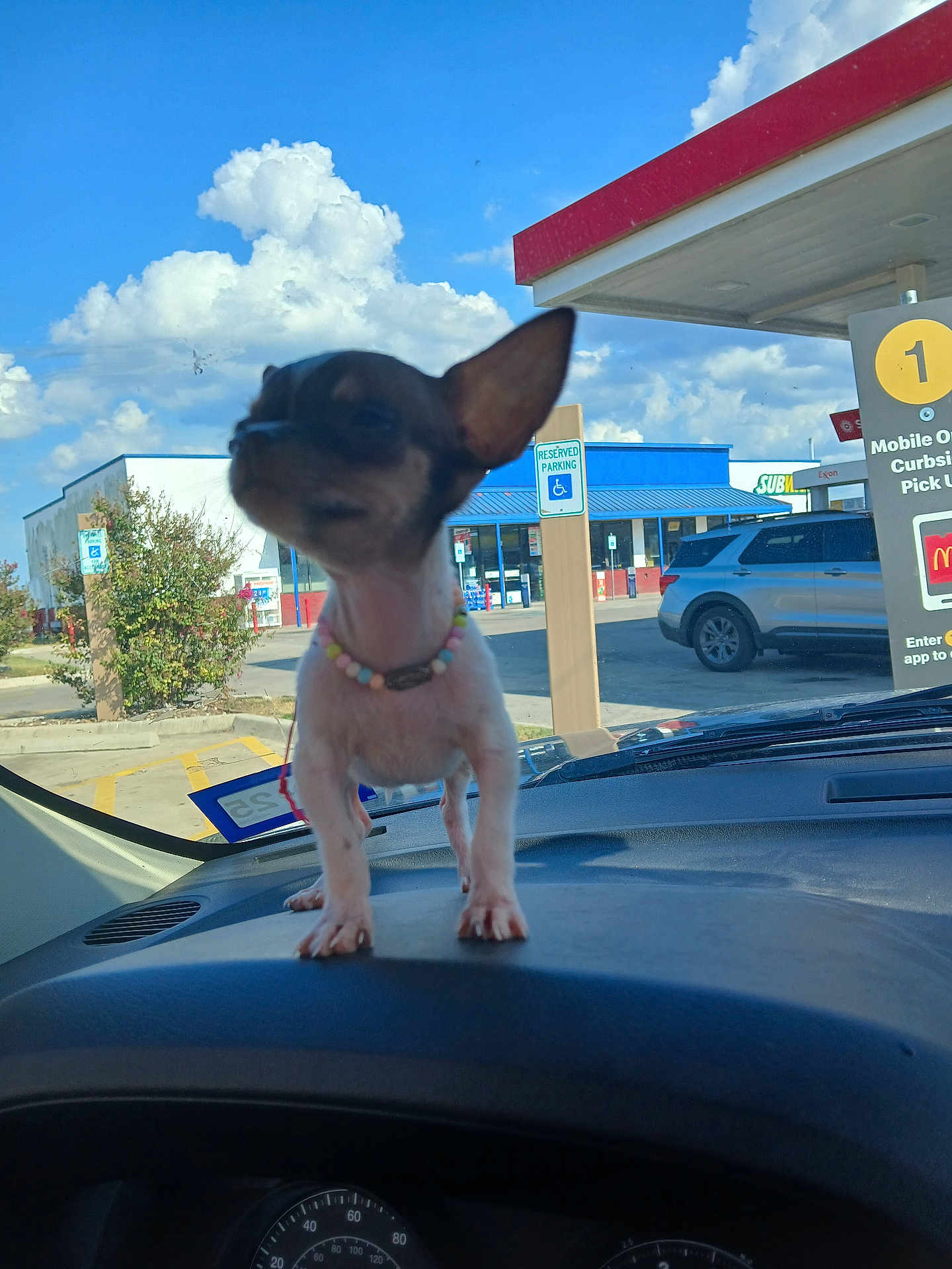Chaquita joined the competition — help win amazing prizes! dog, small_dog, chihuahua, beaded_necklace, car_dashboard, car_interior, parking_lot, blue_sky, clouds, sign, handicapped_parking_sign, vehicle, suburban, daytime, outdoor, pet, animal, road_sign, retail_store, window