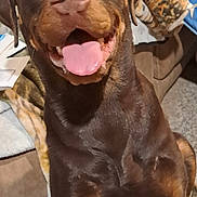 Sassy is registered to the contest to win money with this photo: dog, rottweiler, pet, tongue_out, indoor, happy, brown_fur, canine, companion, animal, sitting, playful, closeup, face, ears, fur, living_room, blanket, furniture, cozy