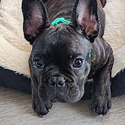 Yuki participe au concours pour gagner de l'argent avec cette photo : adorable, animal, bed, brindle, canine, companion, cute, dog, domestic, ears, floor, french_bulldog, fur, indoor, looking, lying_down, pet, puppy, resting, young