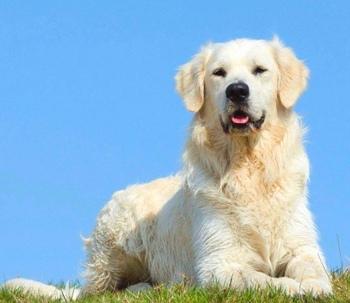 Frankie is registered to the contest to win money with this photo: akbash_dog, ancient_dog_breeds, canidae, carnivore, companion_dog, dog, dog_breed, golden_retriever, great_pyrenees, kuvasz, labrador_retriever, livestock_guardian_dog, mammal, maremma_sheepdog, polish_tatra_sheepdog, rare_breed_dog, retriever, slovak_cuvac, sporting_group, vertebrate