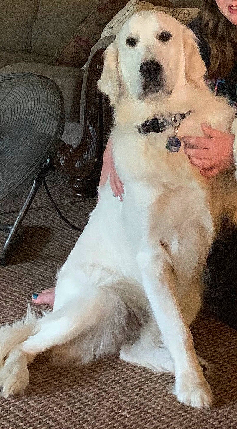 Frankie joined the competition — help win amazing prizes! canidae, carnivore, companion_dog, dog, dog_breed, fawn, golden_retriever, mammal, mucuchies, puppy, puppy_love, rare_breed_dog, retriever, small_greek_domestic_dog, sporting_group, vertebrate