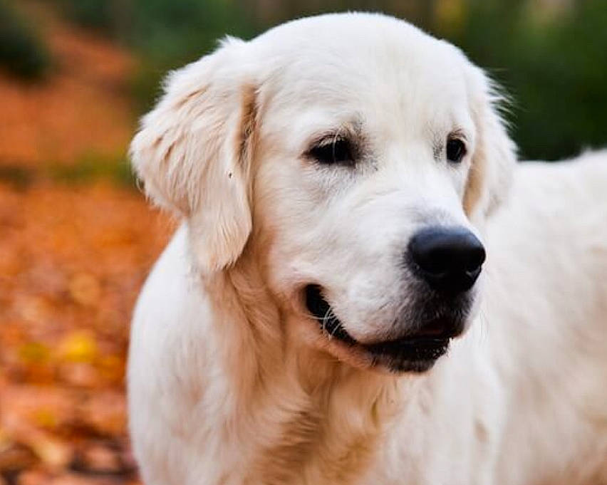 Frankie is registered to the contest to win money with this photo: akbash_dog, canidae, carnivore, companion_dog, dog, dog_breed, flat_coated_retriever, golden_retriever, great_pyrenees, labrador_retriever, livestock_guardian_dog, mammal, maremma_sheepdog, polish_tatra_sheepdog, puppy, retriever, slovak_cuvac, snout, sporting_group, vertebrate