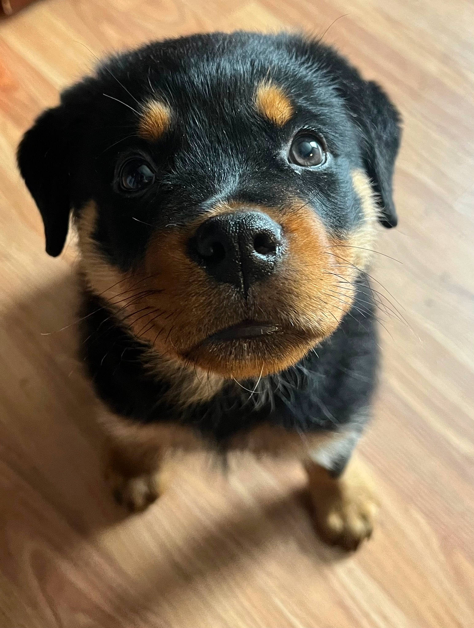 Ringo joined the competition — help win amazing prizes! carnivore, companion_dog, dog, dog_breed, eye, fawn, flooring, fur, hardwood, paw, plank, rottweiler, snout, sporting_group, terrestrial_animal, toy_dog, whiskers, wood, wood_stain, working_animal