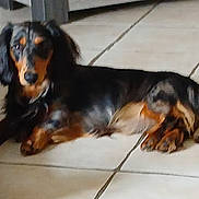 Alto a rejoint le concours — aidez-le/la à gagner de superbes lots ! dog, dachshund, pet, animal, floor, tile_floor, indoor, furniture, relaxed, lying_down, brown, black, ears, canine, companion, domestic_animal, looking, paw, tile_grout, quiet
