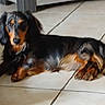 dog, dachshund, pet, animal, floor, tile_floor, indoor, furniture, relaxed, lying_down, brown, black, ears, canine, companion, domestic_animal, looking, paw, tile_grout, quiet