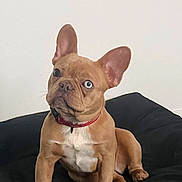 Zolar joined the competition — help win amazing prizes! dog, french_bulldog, puppy, brown_dog, heterochromia, blue_eye, sitting, pet, canine, indoor, cushion, black_cushion, collar, red_collar, short_fur, alert, cute, young_dog, domestic_animal, portrait