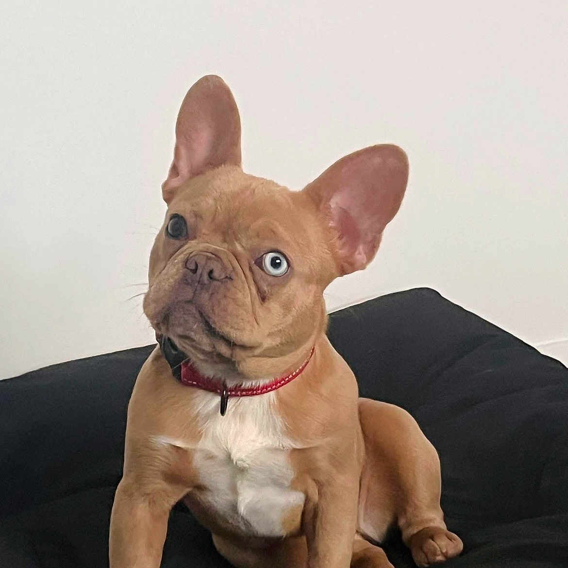 Zolar joined the competition — help win amazing prizes! dog, french_bulldog, puppy, brown_dog, heterochromia, blue_eye, sitting, pet, canine, indoor, cushion, black_cushion, collar, red_collar, short_fur, alert, cute, young_dog, domestic_animal, portrait