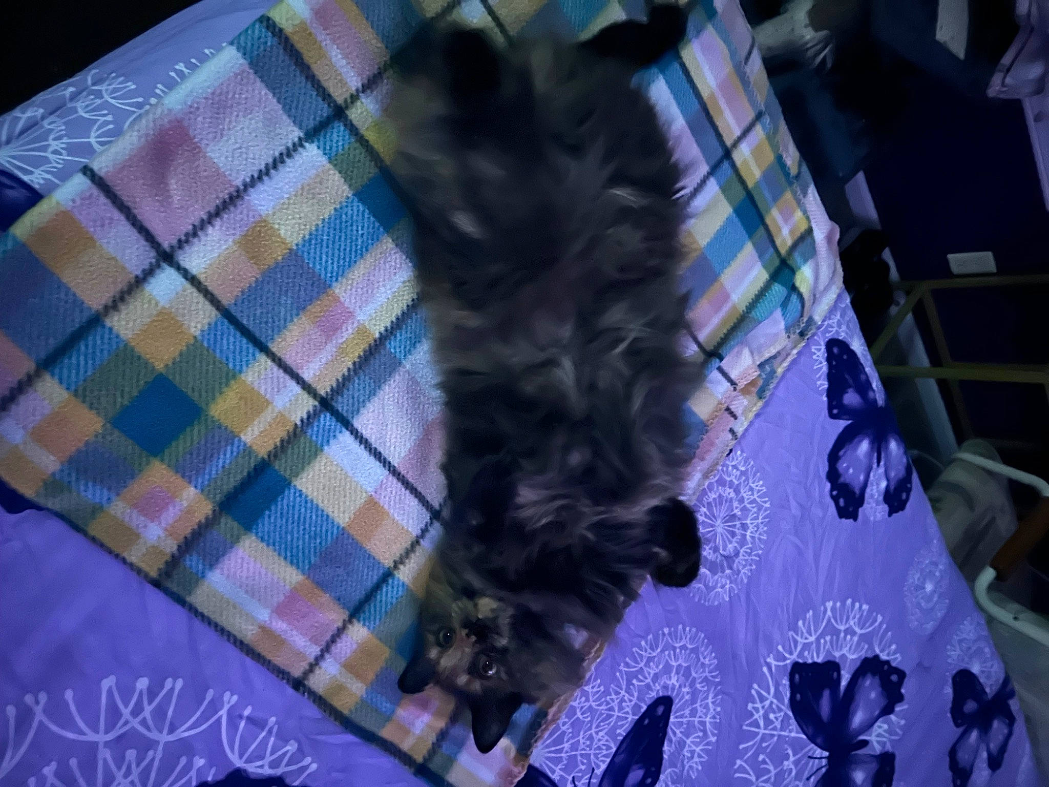 Roxanne is registered to the contest to win money with this photo: canidae, carnivore, companion_dog, dog, dog_breed, electric_blue, felidae, fur, liver, magenta, pattern, plaid, purple, small_to_medium_sized_cats, sporting_group, tail, tartan, terrier, toy_dog, whiskers